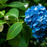 たくさんの花をつけた青い紫陽花のの写真