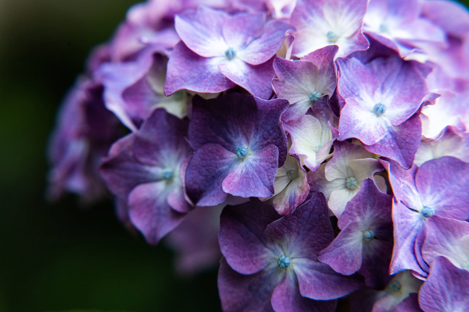 Clustered Hydrangea Decorative Flowers Free Stock Photo from Japan ...