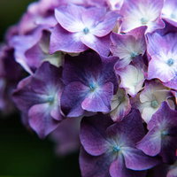 紫とピンクのグラデーションに咲く集合した紫陽花の装飾花の写真