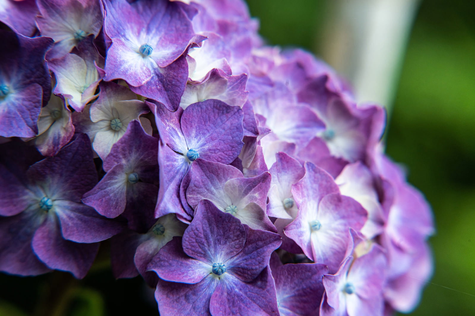 紫色の美しい紫陽花の花がアップで撮影された写真