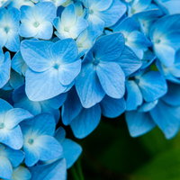 装飾花の中心で開花を待つ青い紫陽花の美しい姿の写真