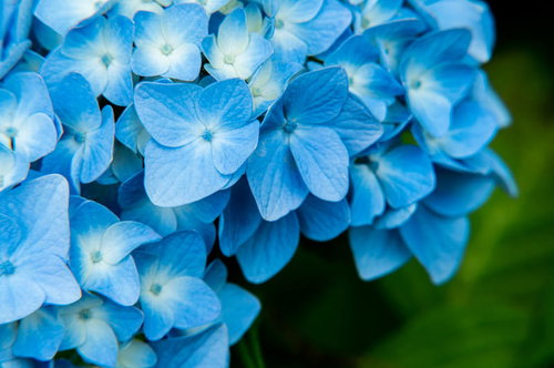 装飾花の中心で開花を待つ青い紫陽花の美しい姿