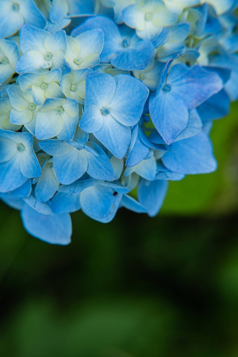 青から白のグラデーションが美しい紫陽花の花びら