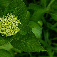 梅雨時期の紫陽花の蕾と葉脈、緑の葉に囲まれた成長段階の写真