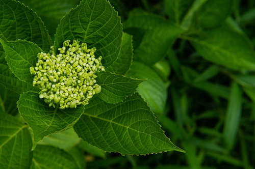 梅雨時期の紫陽花の蕾と葉脈、緑の葉に囲まれた成長段階
