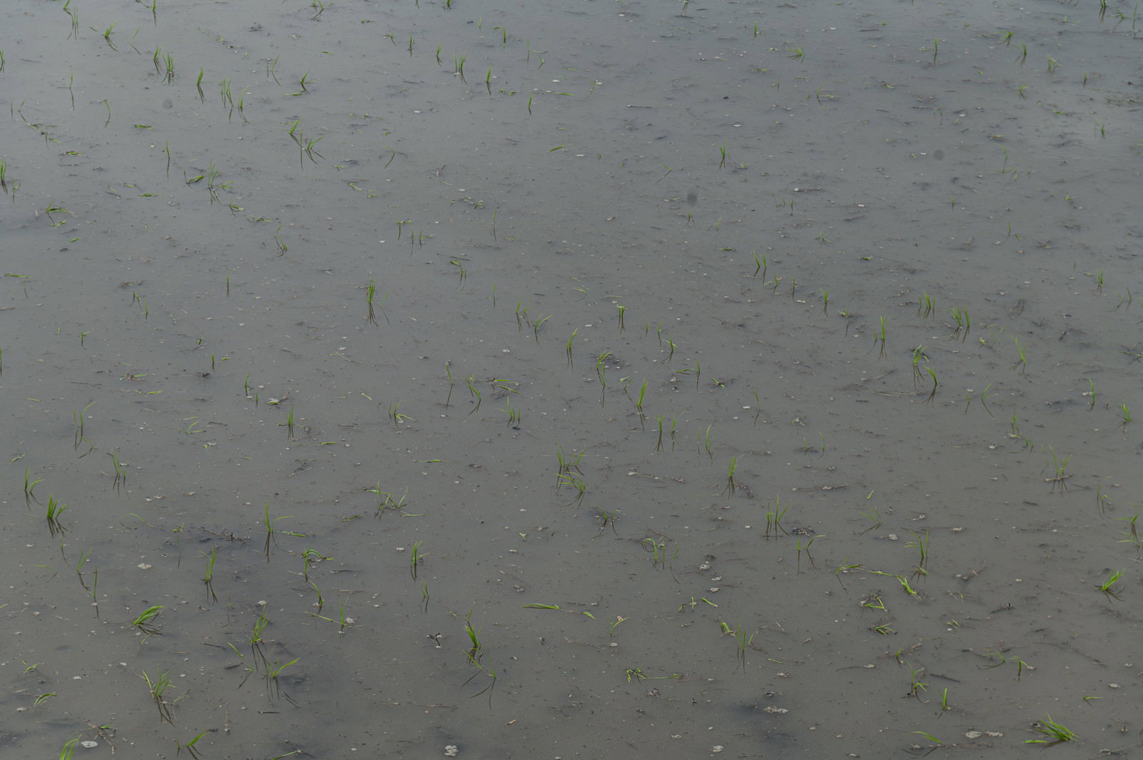 田植えが終わった水田で緑の苗が水面から顔を出している様子