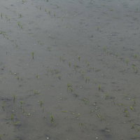 田植えを終えた水田に顔を出す緑の苗の写真