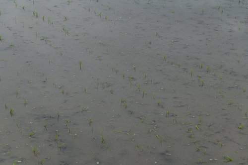 田植えを終えた水田に顔を出す緑の苗