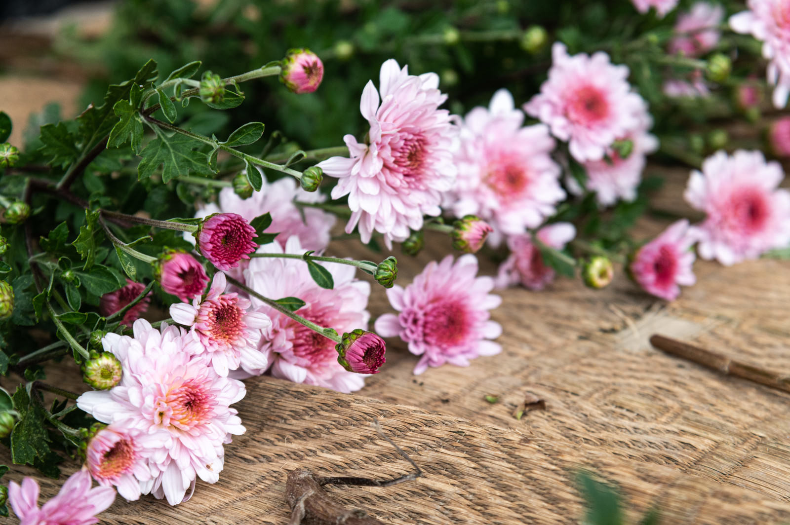 木目のテーブルに並べられたピンクと白のキク科の切り花
