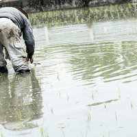 水田で田植えする農家の後ろ姿の写真