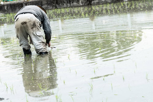 水田で田植えする農家の後ろ姿