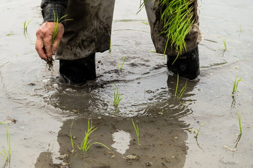 水田で緑の稲の苗を手にする農家の人