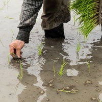 手で植えられる稲の苗が並ぶ水田での田植え作業の写真