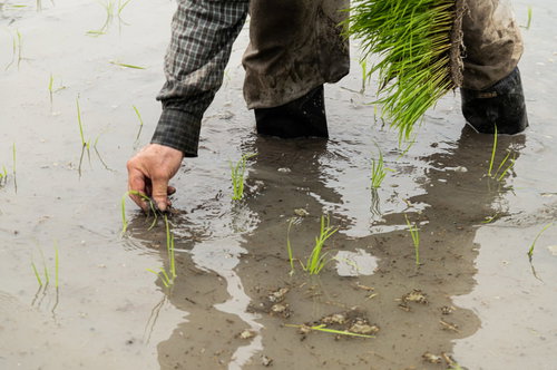 手で植えられる稲の苗が並ぶ水田での田植え作業