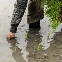 水田に稲の苗を植える農家の手元と春の田植え作業風景の写真