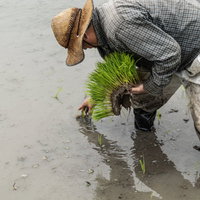 麦わら帽子で手作業で進める田植え作業の写真