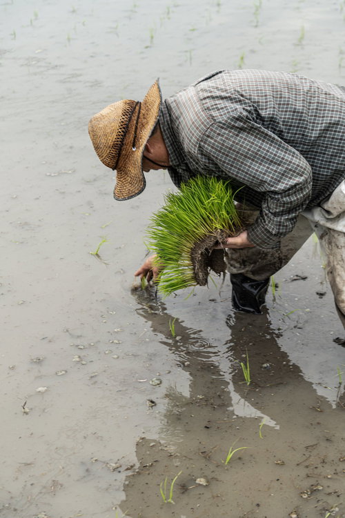 麦わら帽子で手作業で進める田植え作業