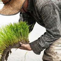 水田で田植えの苗を手に取る農家の男性の写真