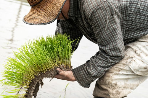 水田で田植えの苗を手に取る農家の男性