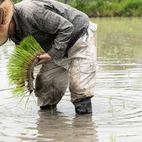 水田で苗の束をのぞき込む男性の写真