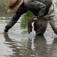 水田で腰をかがめて手作業で田植えをする男性の写真