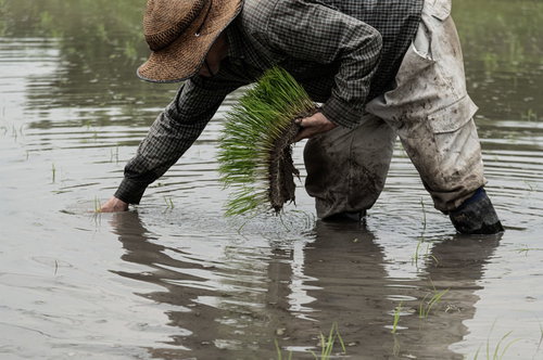 水田で腰をかがめて手作業で田植えをする男性