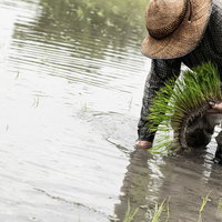 水田に広がる波紋を作る田植えをする男性の写真