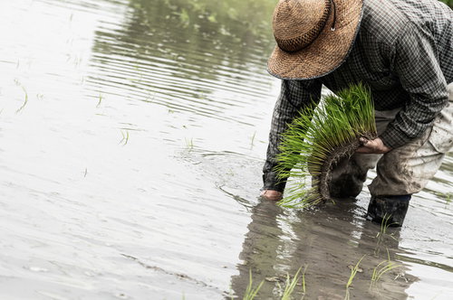 水田に広がる波紋を作る田植えをする男性