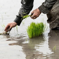 田植えをする男性の人影が水面に伸びる水田の写真