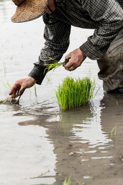 田植えをする男性の人影が水面に伸びる水田