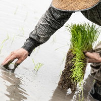 水田で稲の苗の束を左手で持つ男性の写真