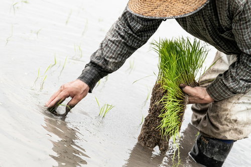 水田で稲の苗の束を左手で持つ男性