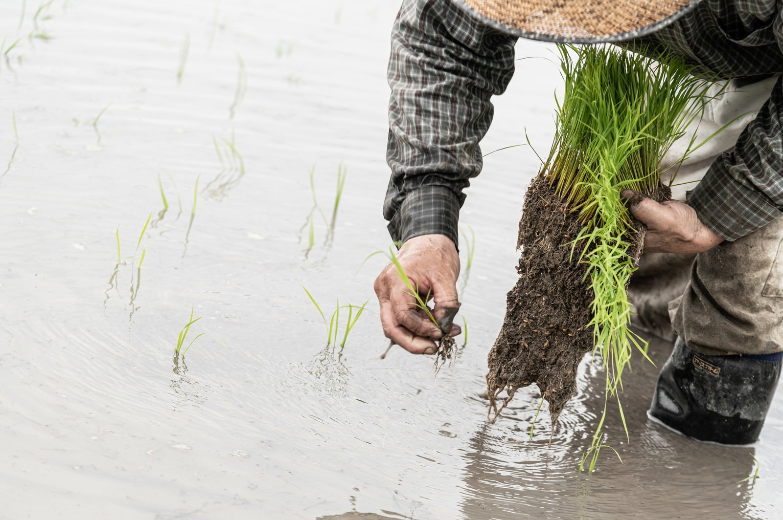 水田で稲の苗を手で植える農家の田植え作業