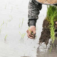 苗の一本を大事に植える農家の田植え作業の風景の写真