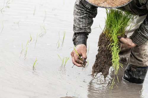 苗の一本を大事に植える農家の田植え作業の風景
