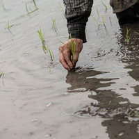 水田の水面に揺れる田植え作業の影と苗植えの動きの写真