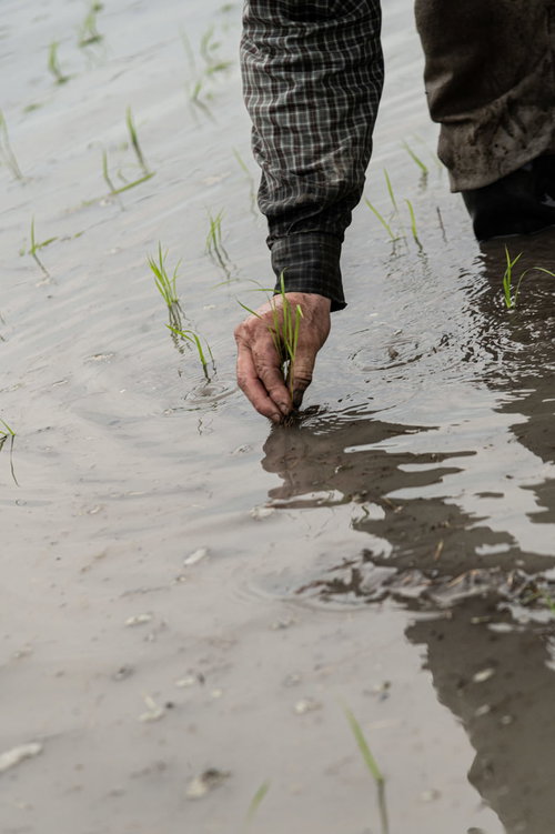 水田の水面に揺れる田植え作業の影と苗植えの動き