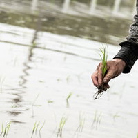 一つまみ握った稲の苗を植える手の田植え作業風景の写真