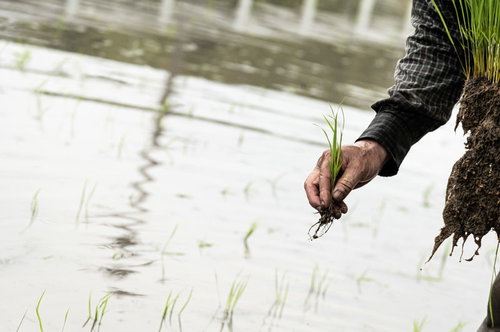 一つまみ握った稲の苗を植える手の田植え作業風景