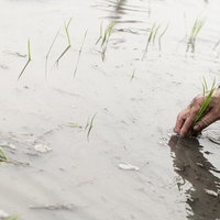 水田で進める手作業による田植え、農家による稲苗の植え込み作業の写真