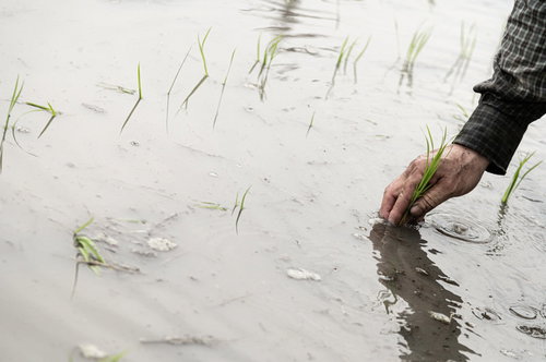 水田で進める手作業による田植え、農家による稲苗の植え込み作業