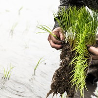 稲の苗の束を両手で抱える農家の写真