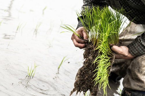 稲の苗の束を両手で抱える農家