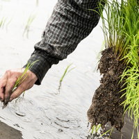 ひとつまみの苗を田んぼに植える農家の田植え作業の写真