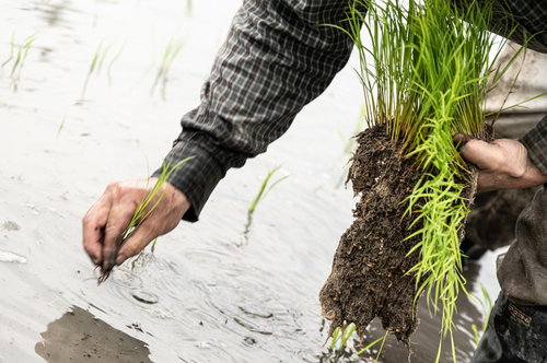 ひとつまみの苗を田んぼに植える農家の田植え作業