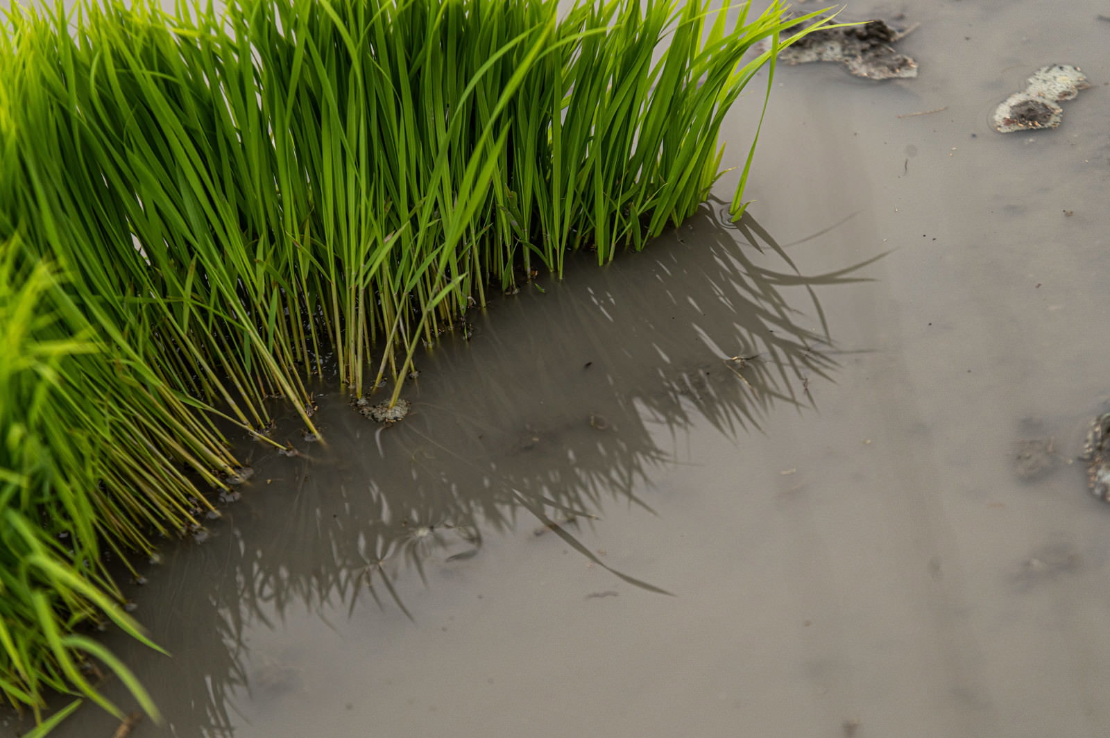 水田に植えられた緑の稲の苗とその水面に映る影