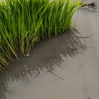 水田に映る稲苗の影と水面反射の農村風景 田植え時期の写真
