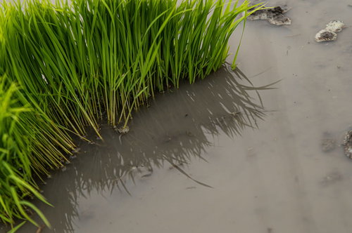 水田に映る稲苗の影と水面反射の農村風景 田植え時期