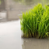 水を張った田んぼに置かれた稲の苗の束を上から撮影した風景の写真