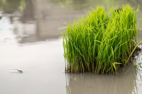水を張った田んぼに置かれた稲の苗の束を上から撮影した風景